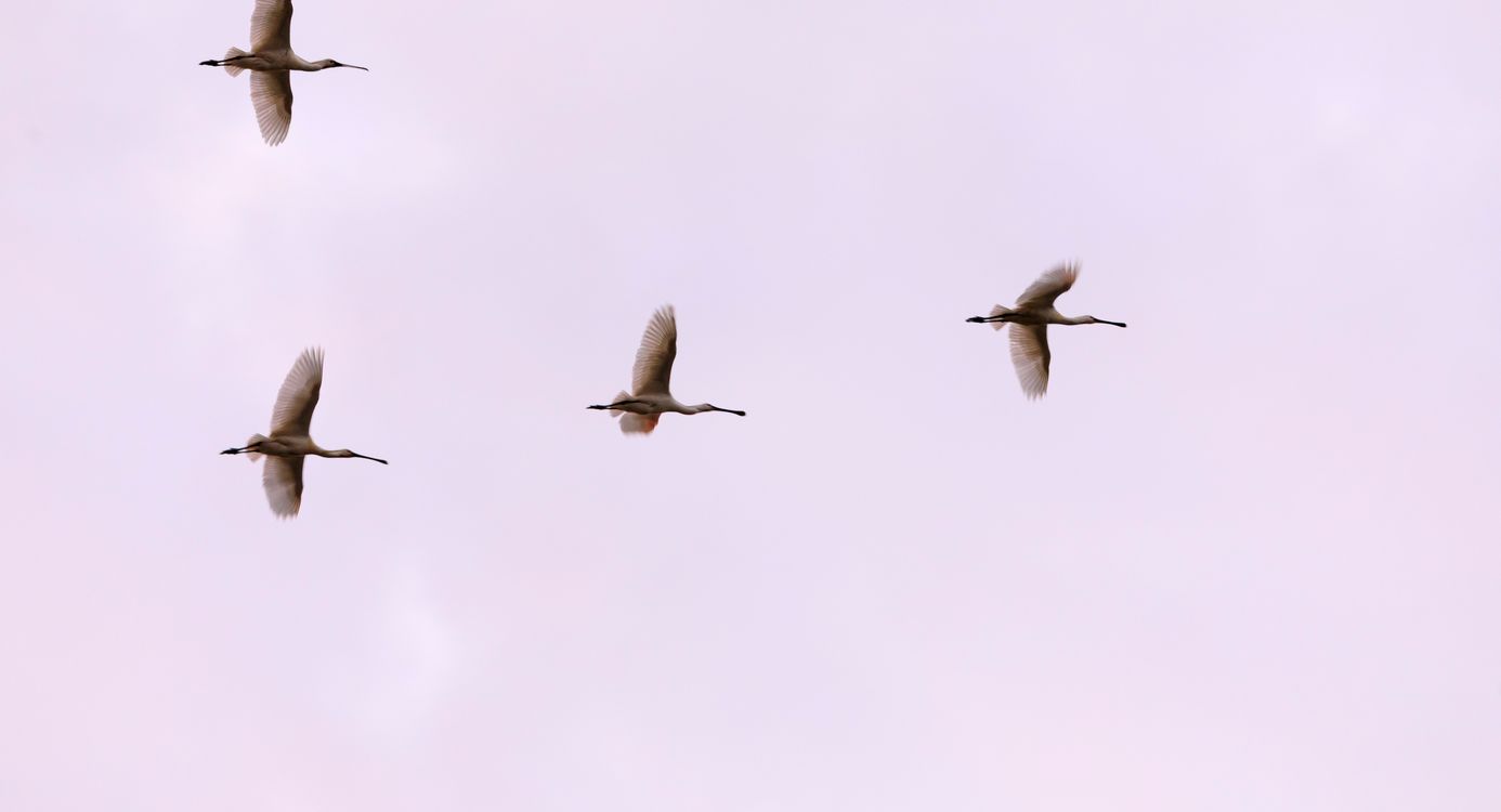 Bijzondere soorten spotten