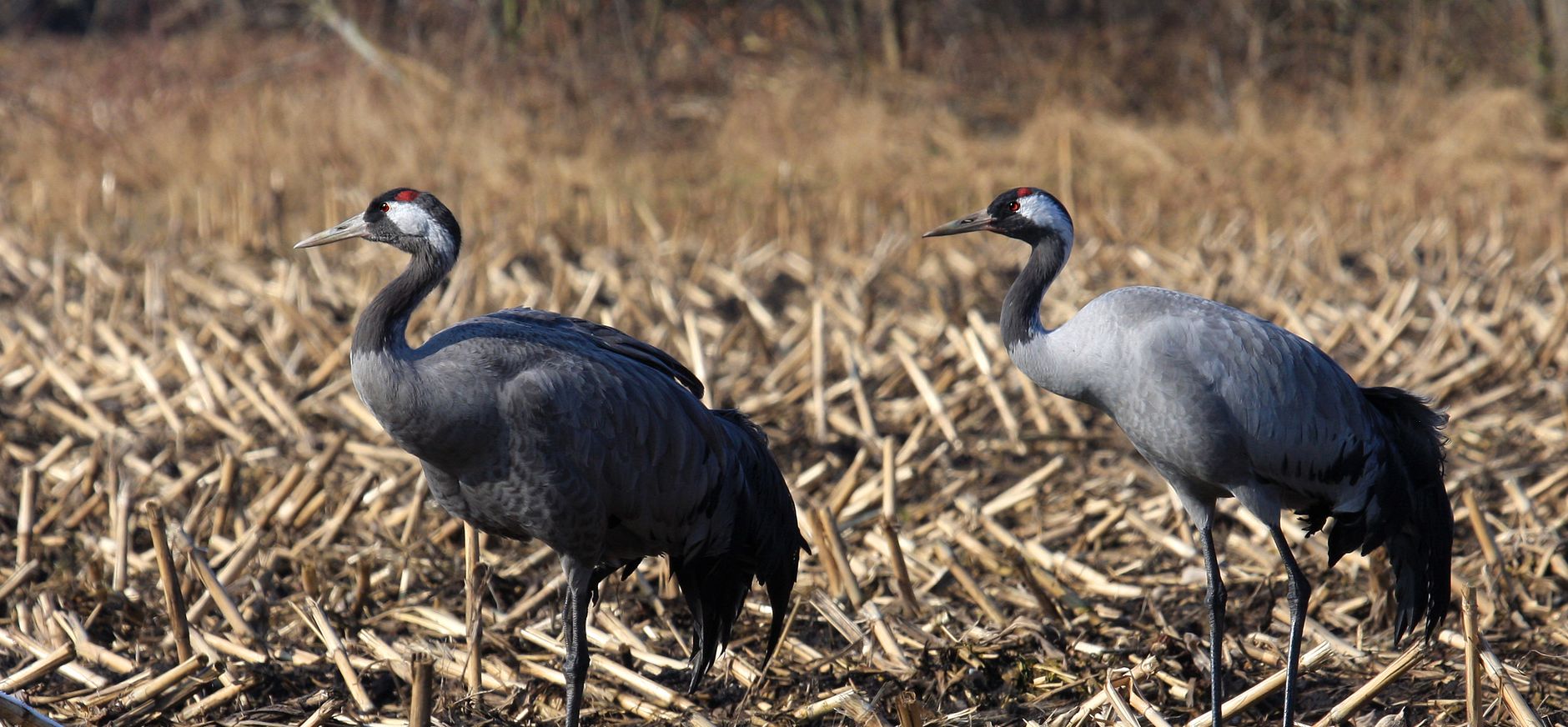 kraanvogels