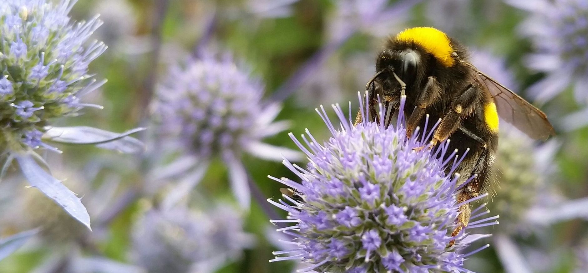 hommel