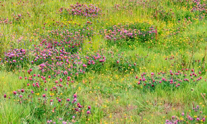 Rode Klaver Vaalwaard