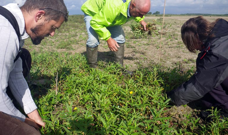 Vrijwilligers aan de slag bij de bestrijding van de kleine waterteunisbloem