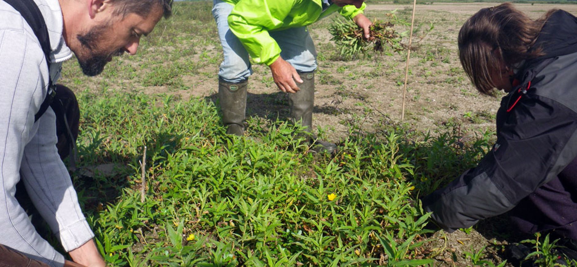 Vrijwilligers aan de slag bij de bestrijding van de kleine waterteunisbloem