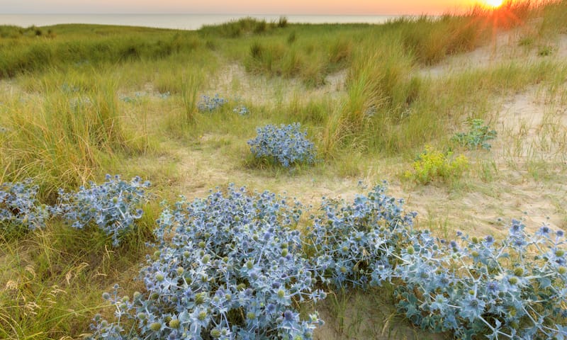 Duin- en Kruidberg duinen