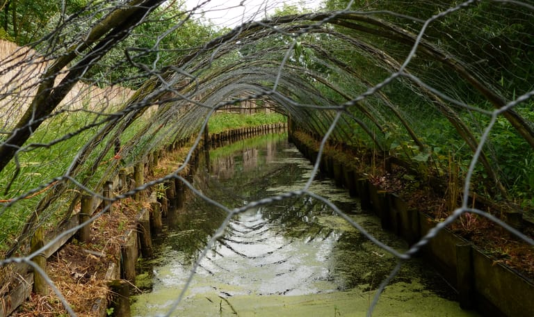 De pijp van de eendenkooi