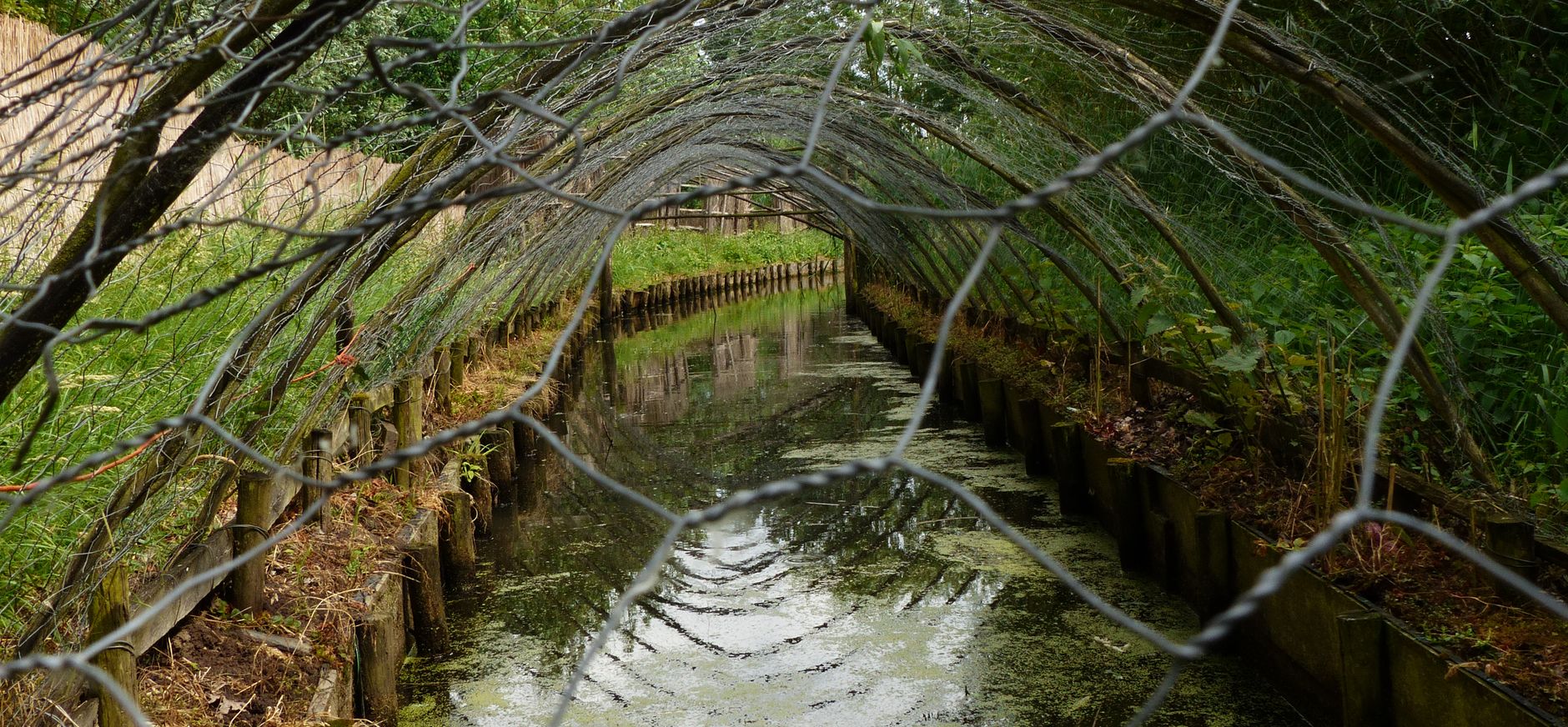 De pijp van de eendenkooi