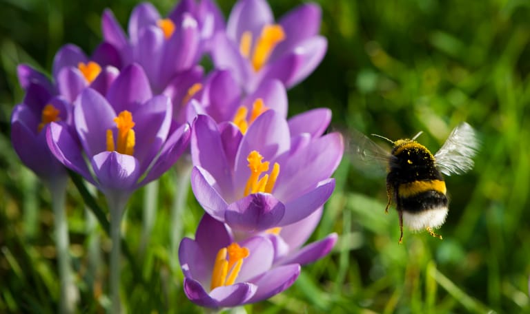 Hommel