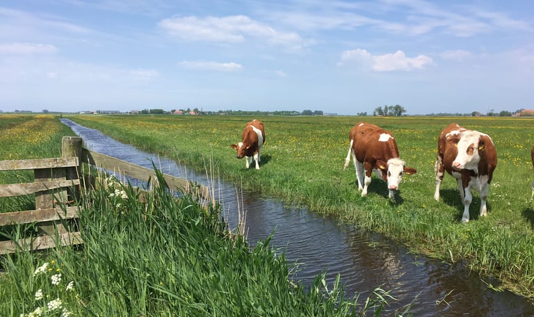 Beweiding op Skrins