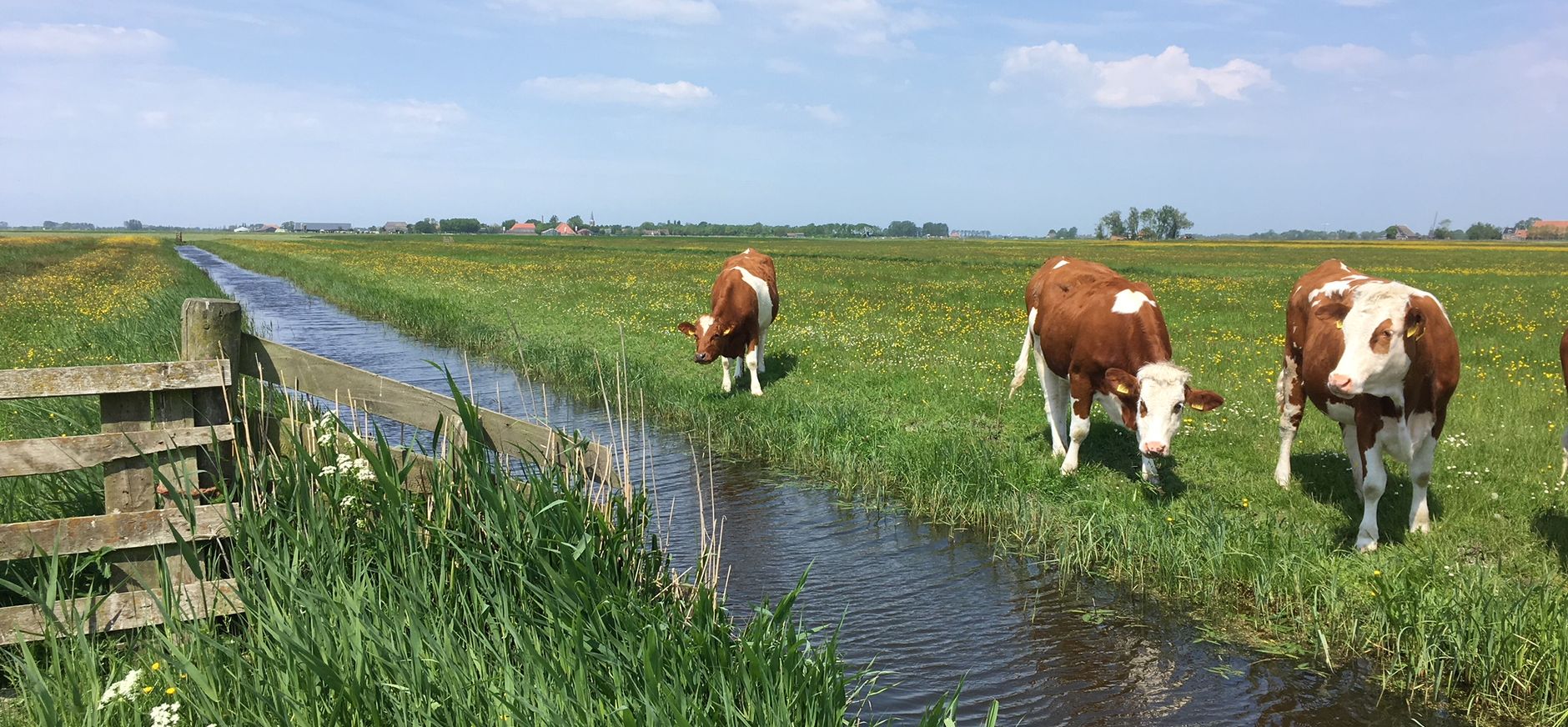 Beweiding op Skrins