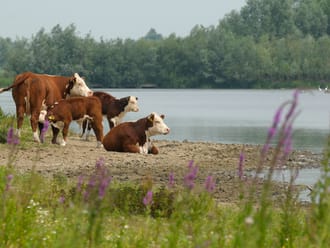 hereford runderen Vreugderijkerwaard