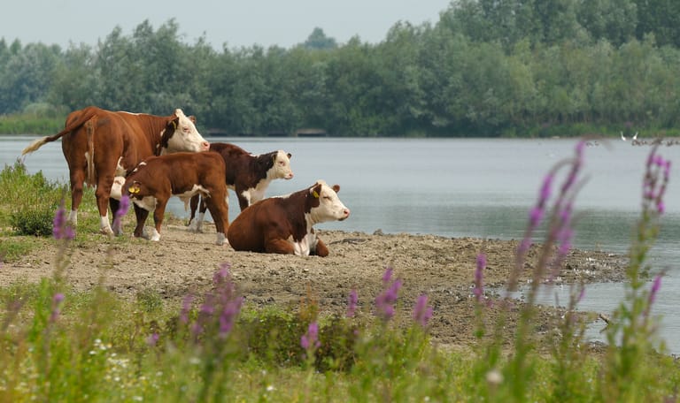 hereford runderen Vreugderijkerwaard