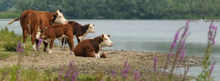 hereford runderen Vreugderijkerwaard