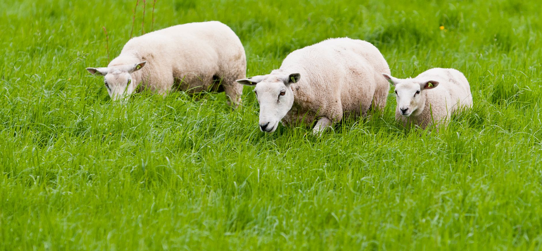 Schapen