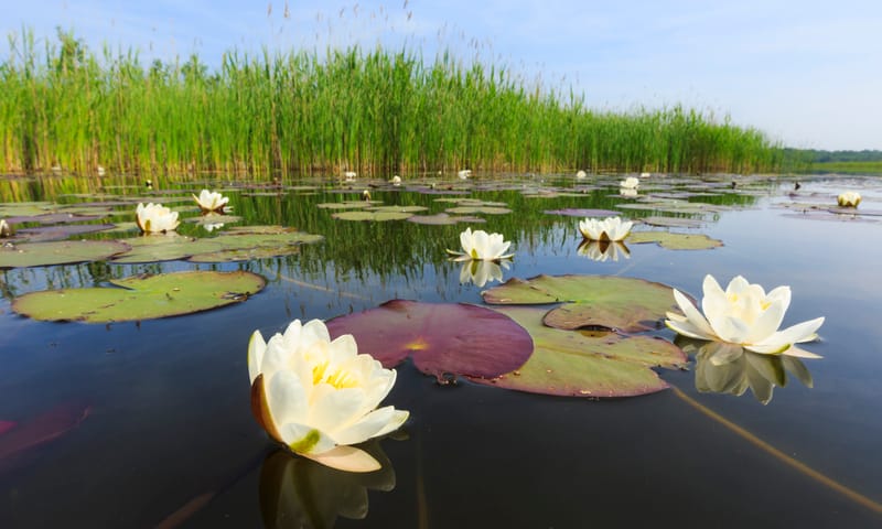 Waterlelies