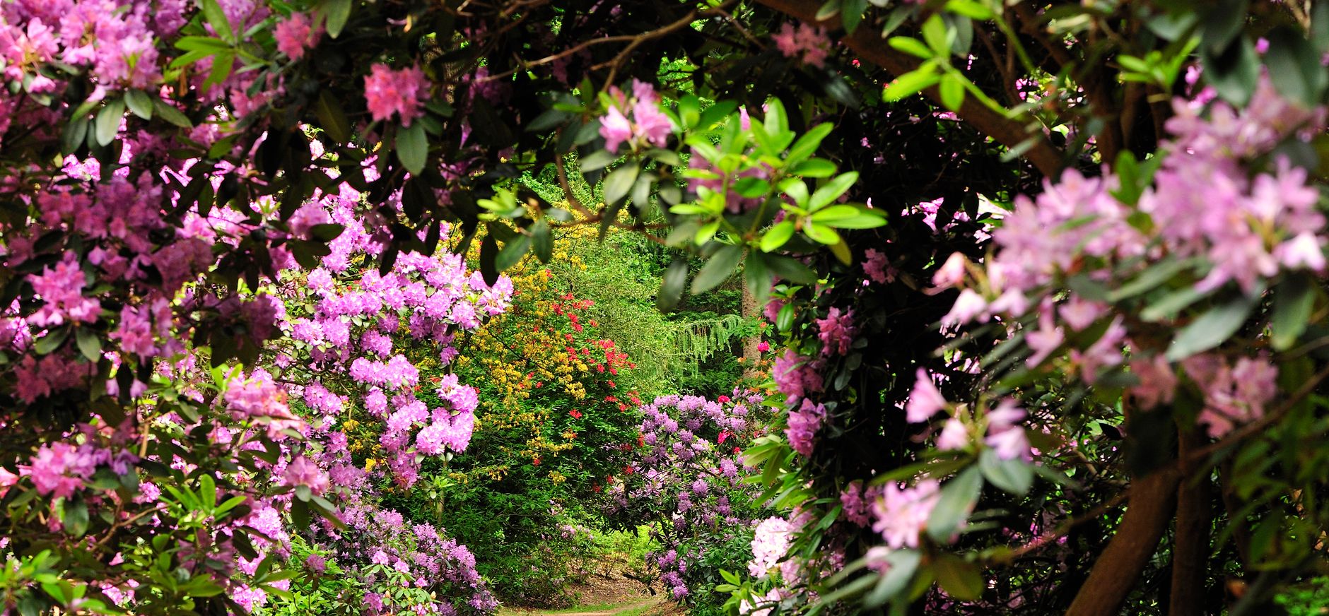 Rododendrons