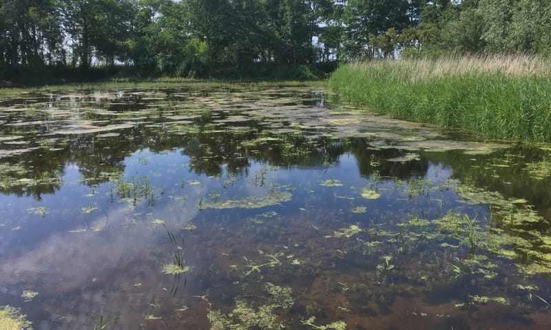 Wytsemakooi