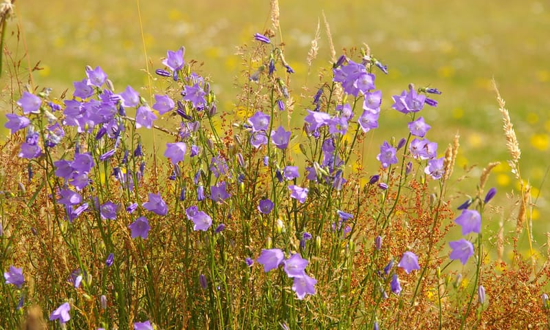 Bijzondere plantensoorten Oudemirdumerklif