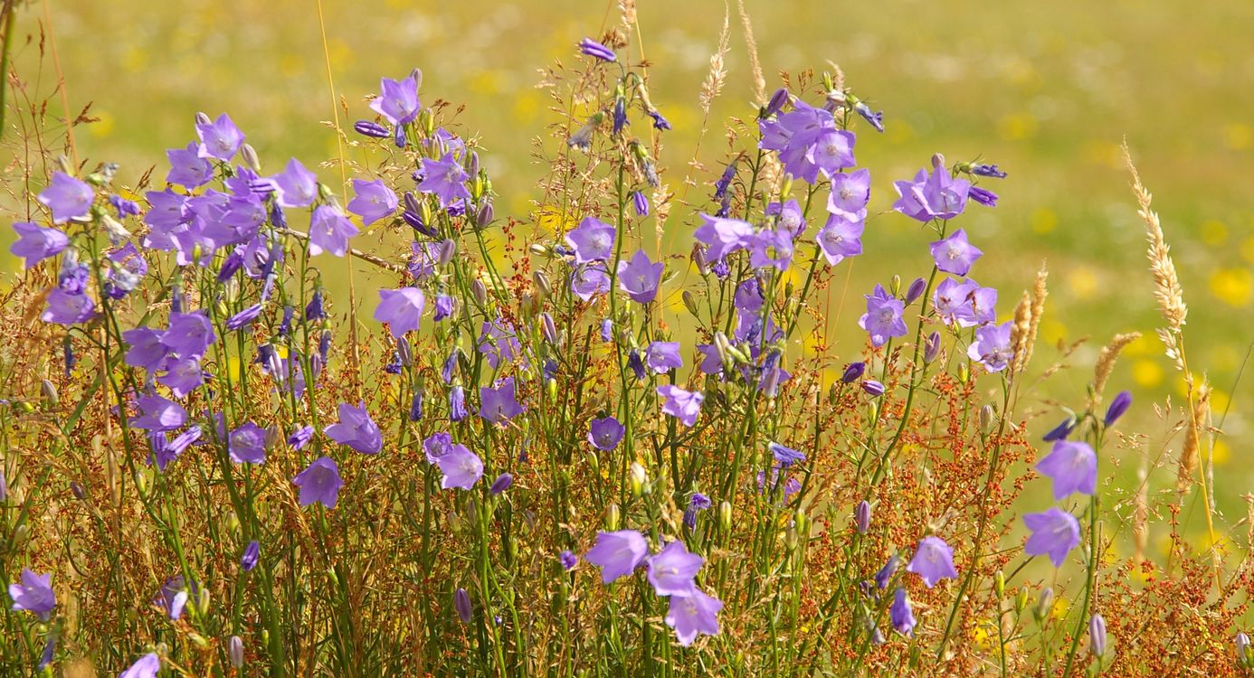 Bijzondere plantensoorten Oudemirdumerklif
