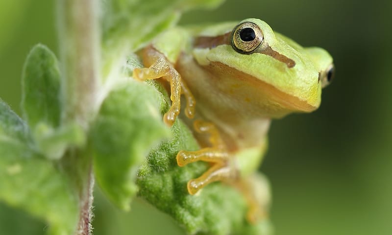 Boomkikker Witte Veen