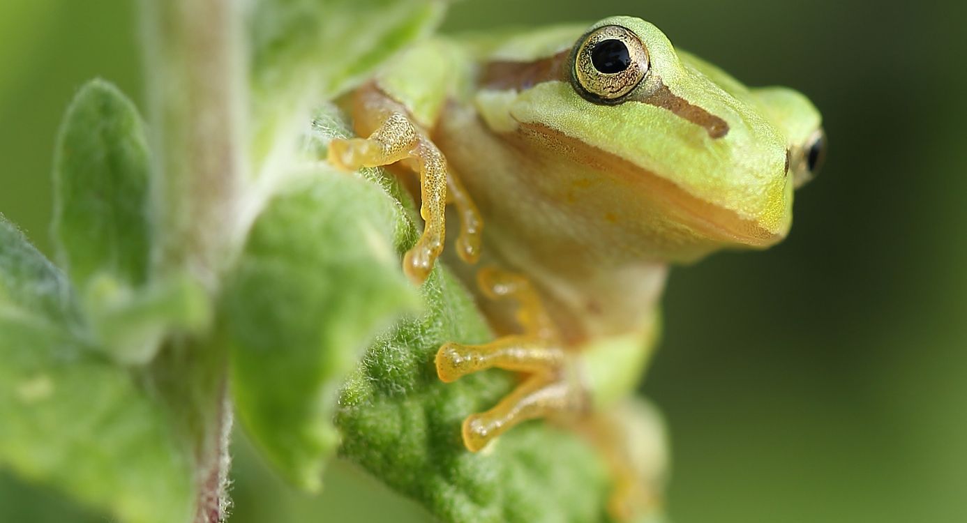 Boomkikker Witte Veen