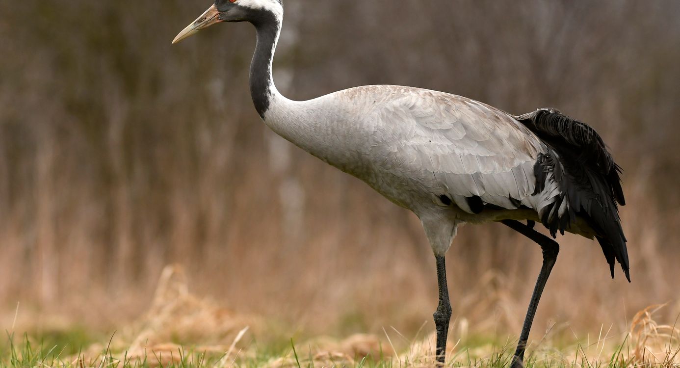 Kraanvogel