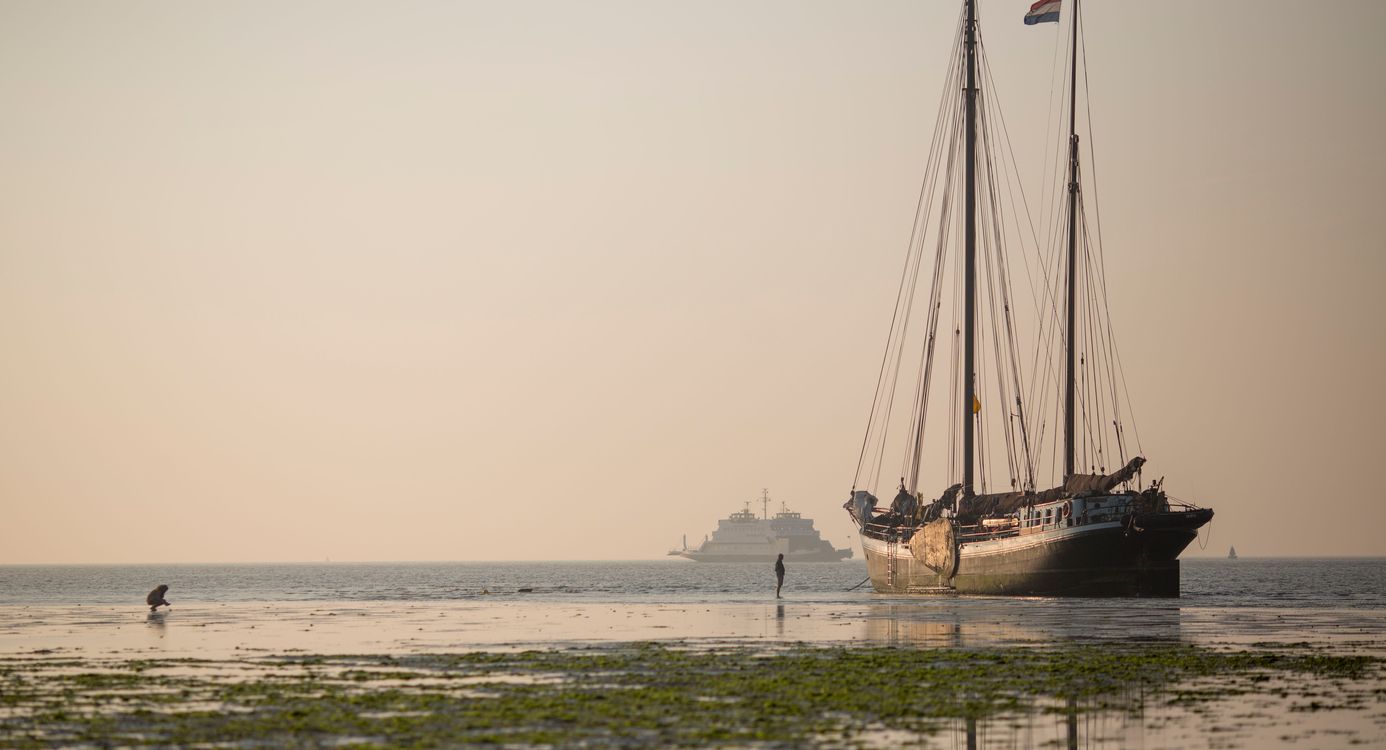 Onderzoek trekvogels en broedvoegels
