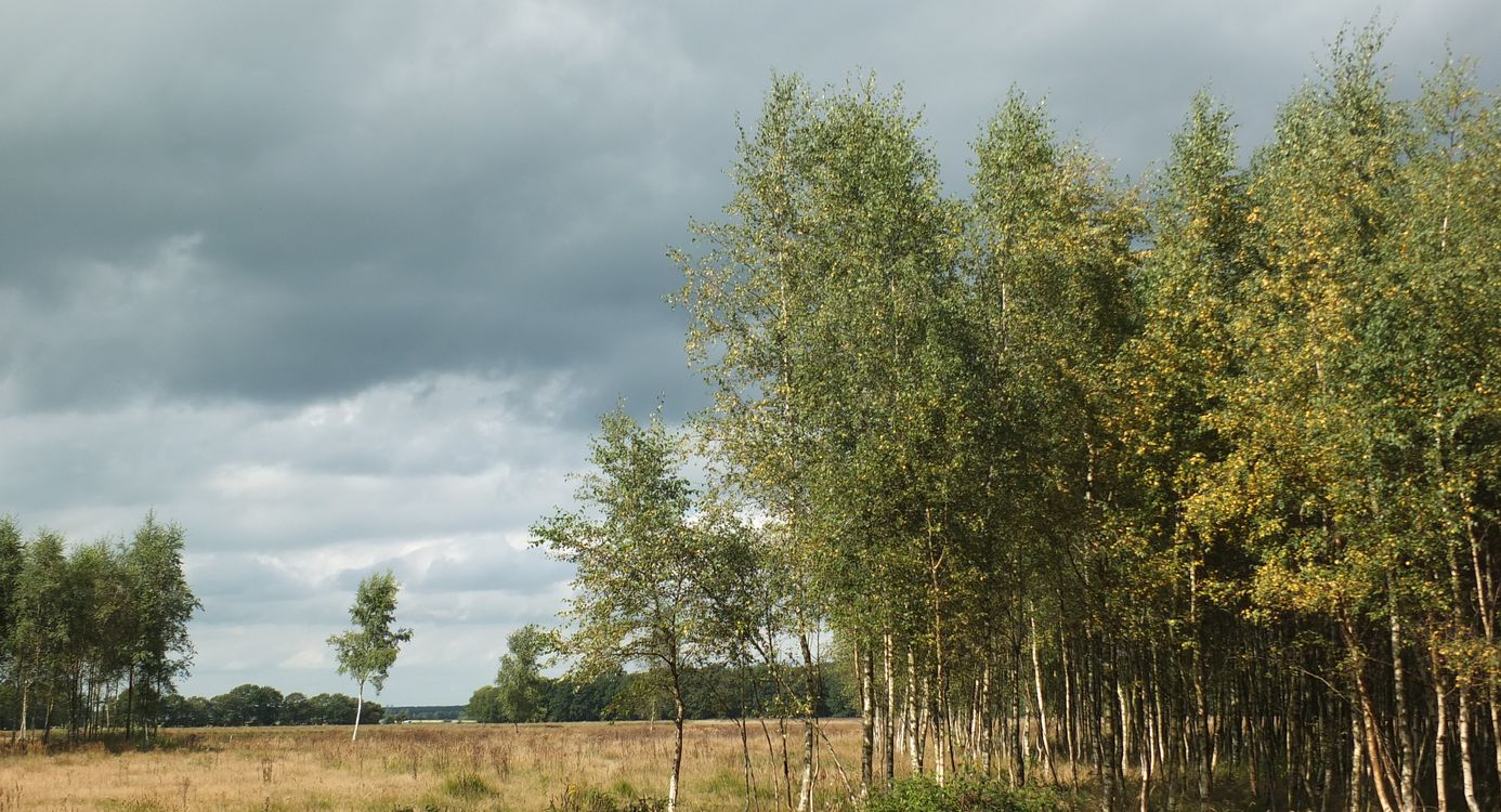 Karrensporen Noordlaarderbos
