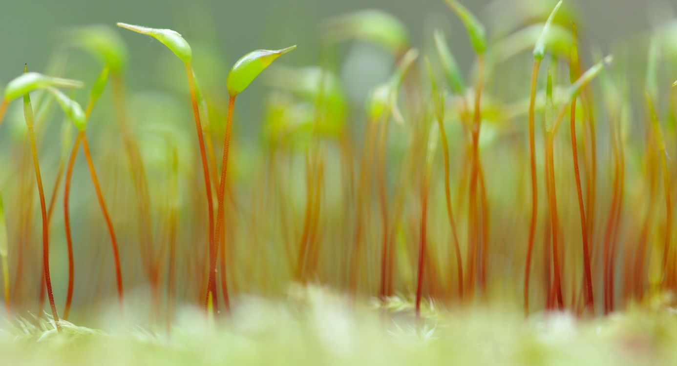 Wandeling Noordlaarderbos