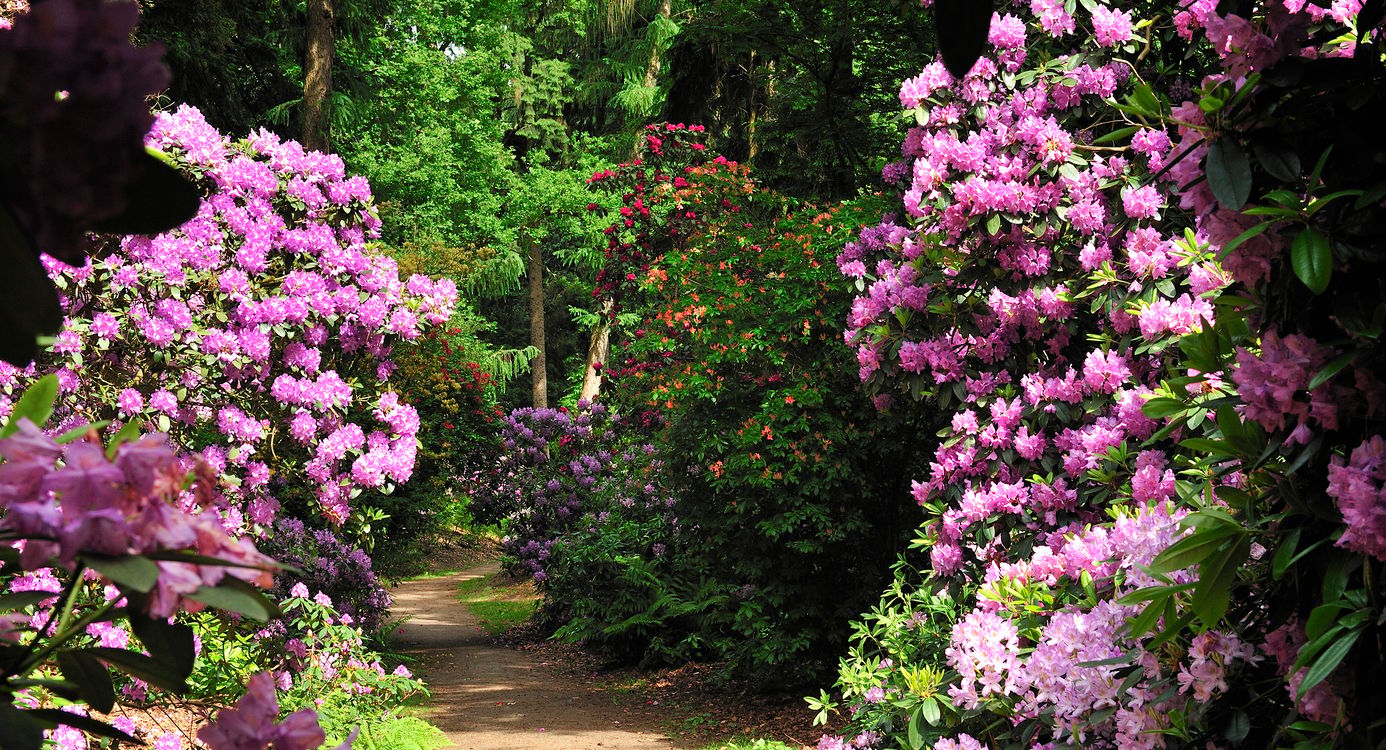 Rododendronvallei
