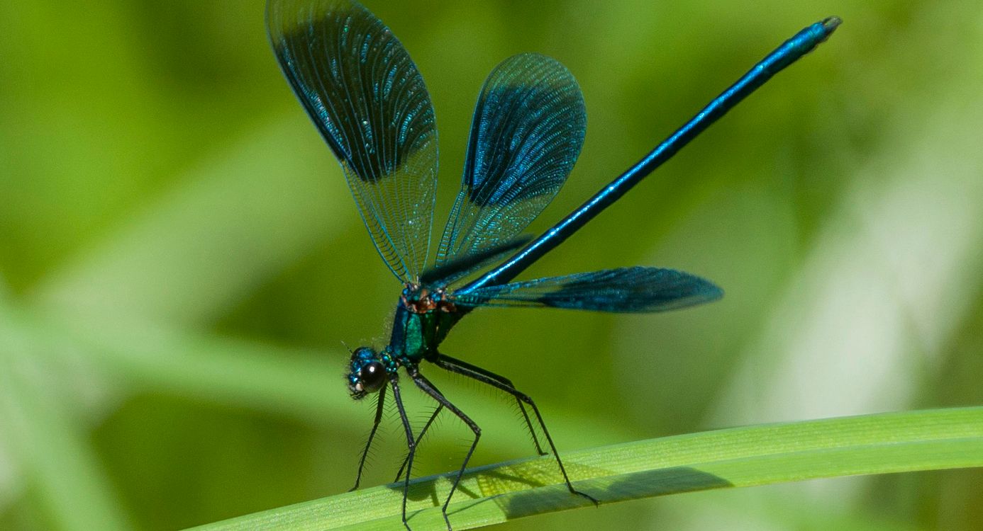 De Rosep Moergestelse Broek