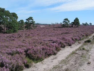 bloeiende heide Sallandse Heuvelrug
