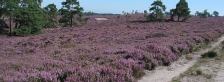 bloeiende heide Sallandse Heuvelrug