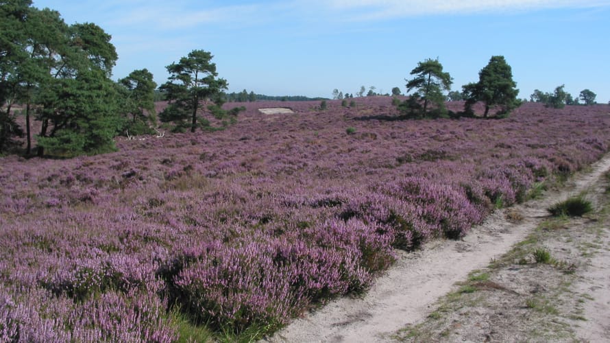 bloeiende heide Sallandse Heuvelrug