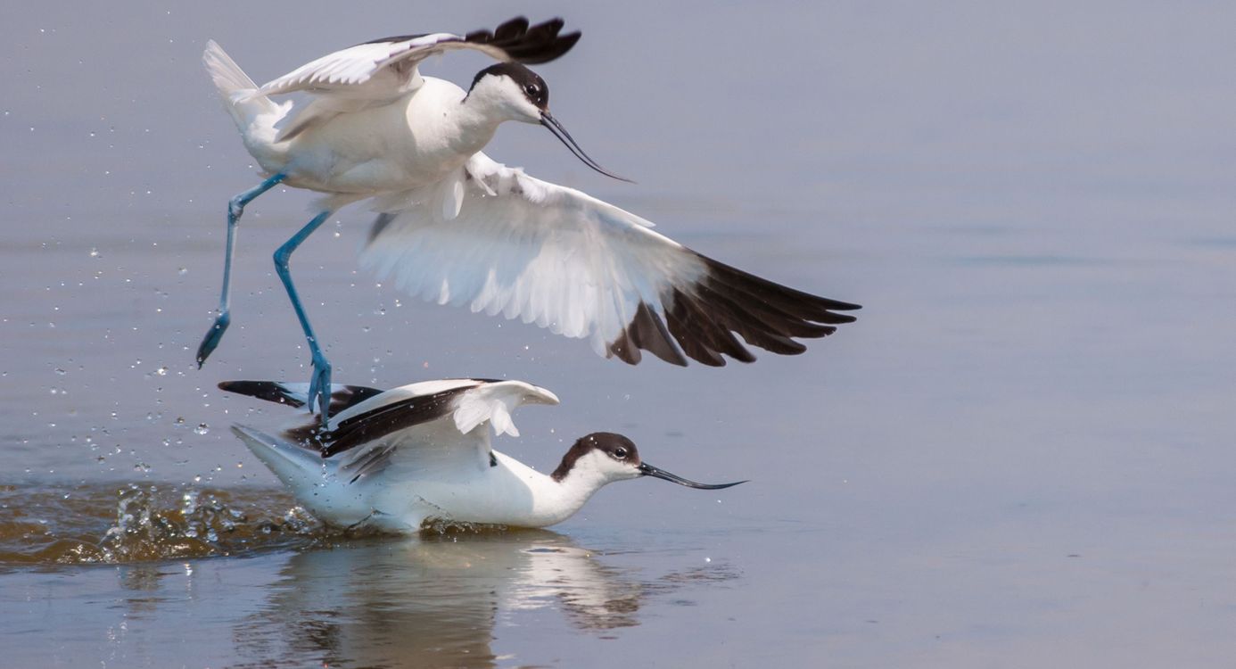 Kluut Harger- en Pettemerpolder