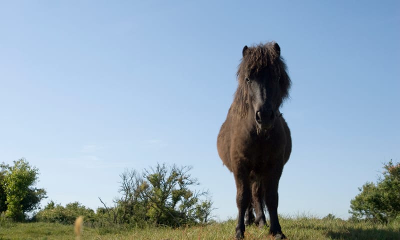Shetland pony