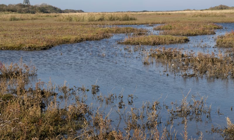 Kobbeduinen Schiermonnikoog
