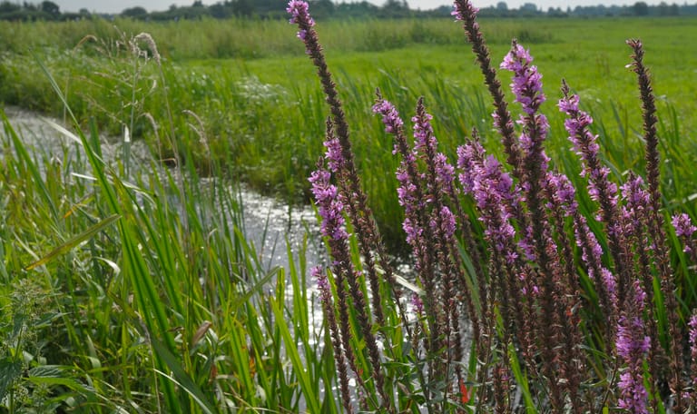 Kattenstaart in de slootkant