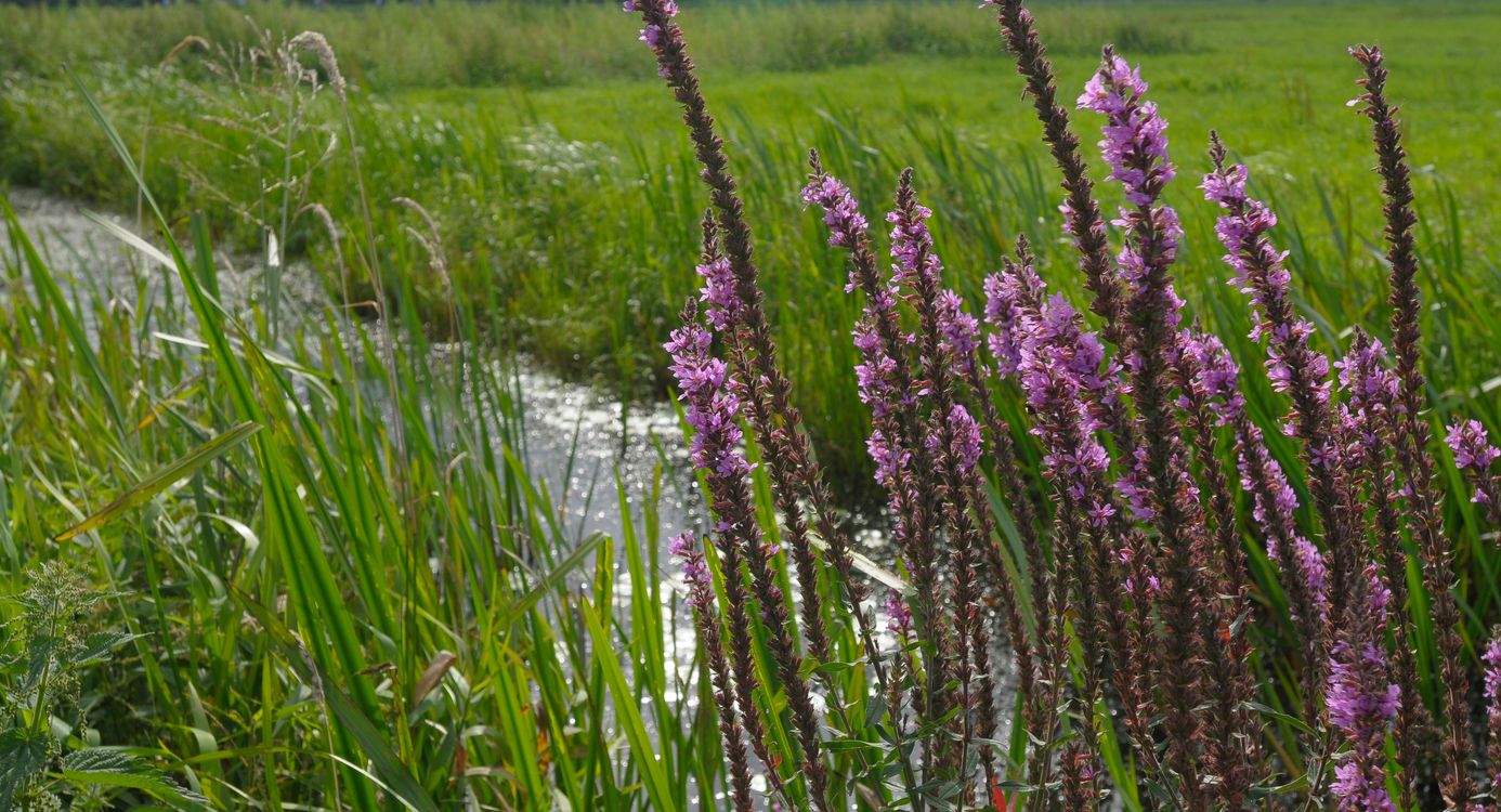 Kattenstaart in de slootkant