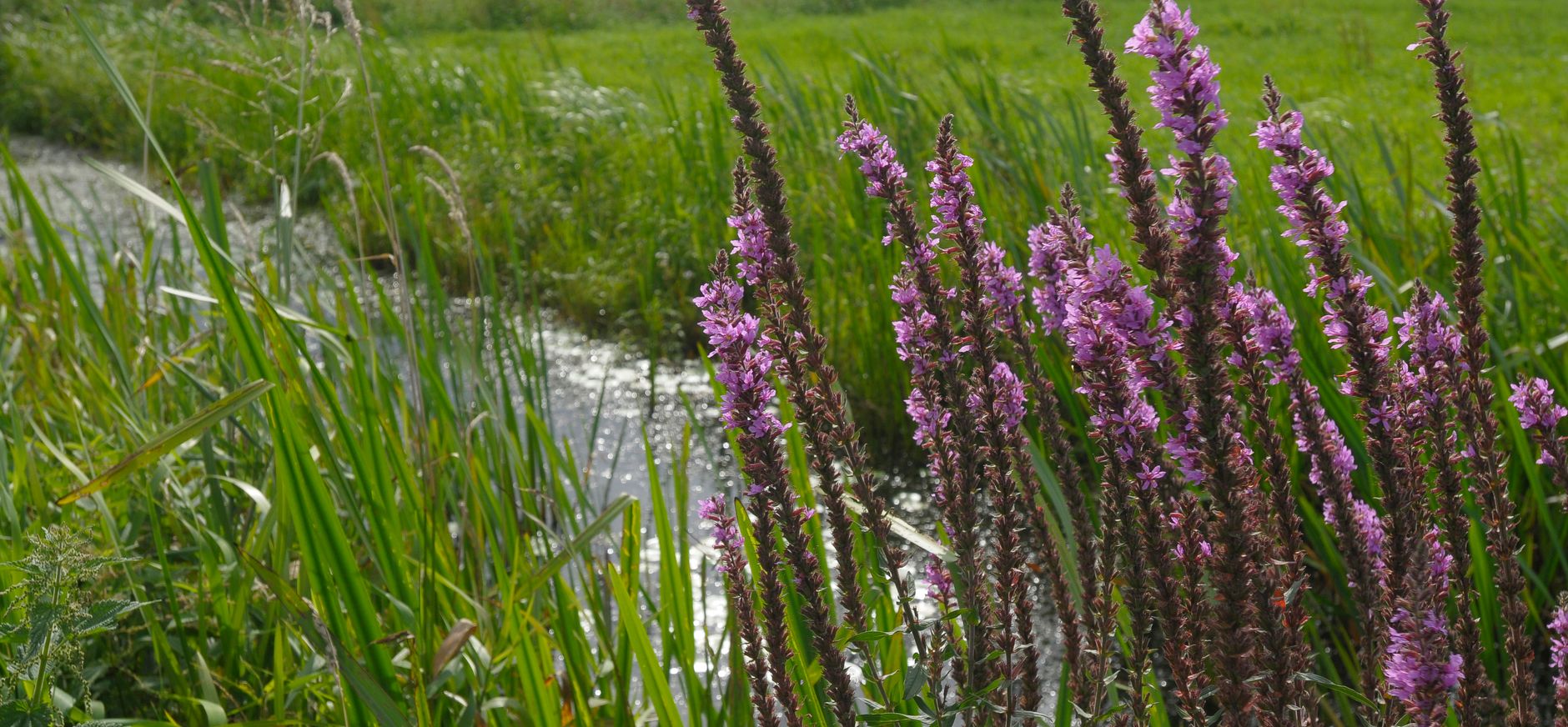 Kattenstaart in de slootkant