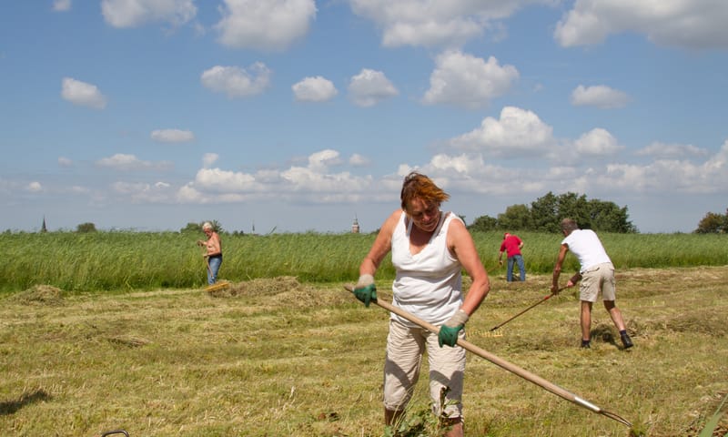 Maak je hoofd leeg tijdens hooien