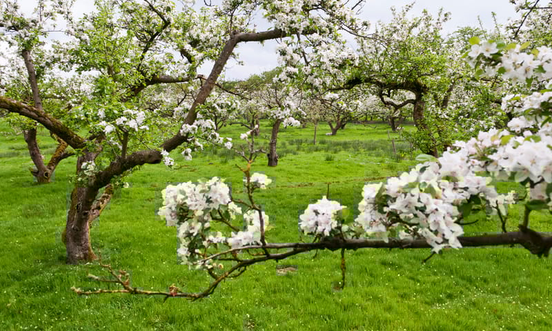 De boomgaard in bloei