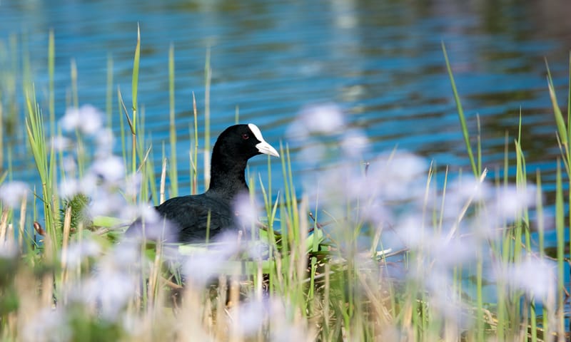 Meerkoet in slootkant