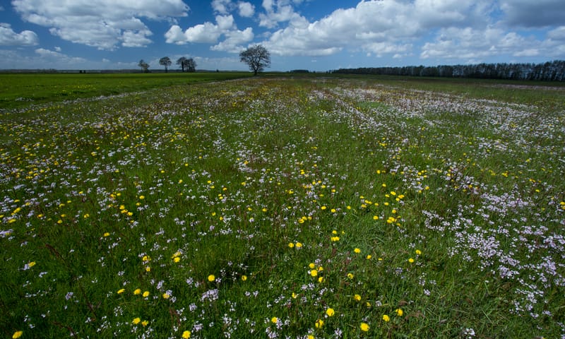 Pinksterbloemen in de polder