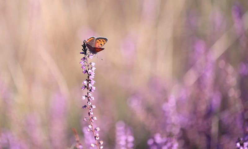 heivlinder op struikheide