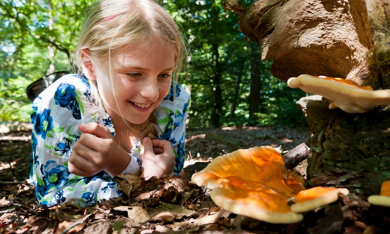 OERRR Op zoek naar paddenstoelen