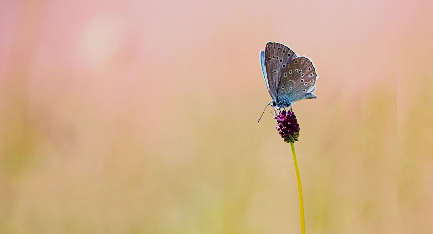 Pimpernelblauwtje Vlijmens Ven
