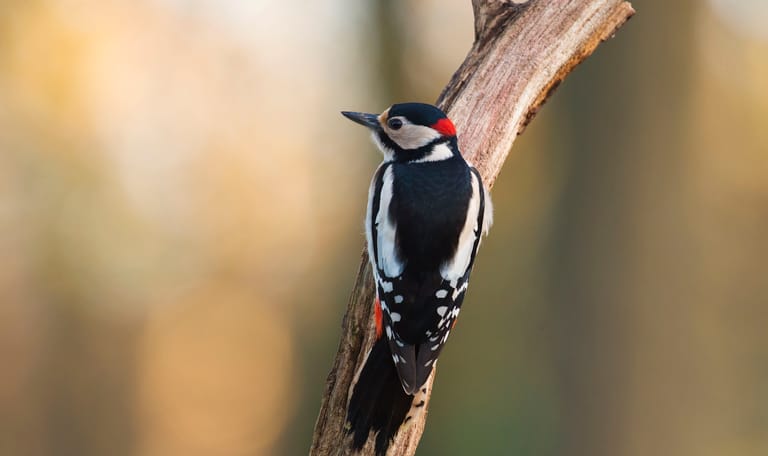 Zomeravondwandeling in de Kaapse Bossen