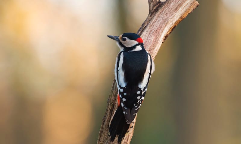 Zomeravondwandeling in de Kaapse Bossen
