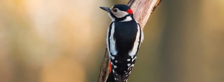Zomeravondwandeling in de Kaapse Bossen