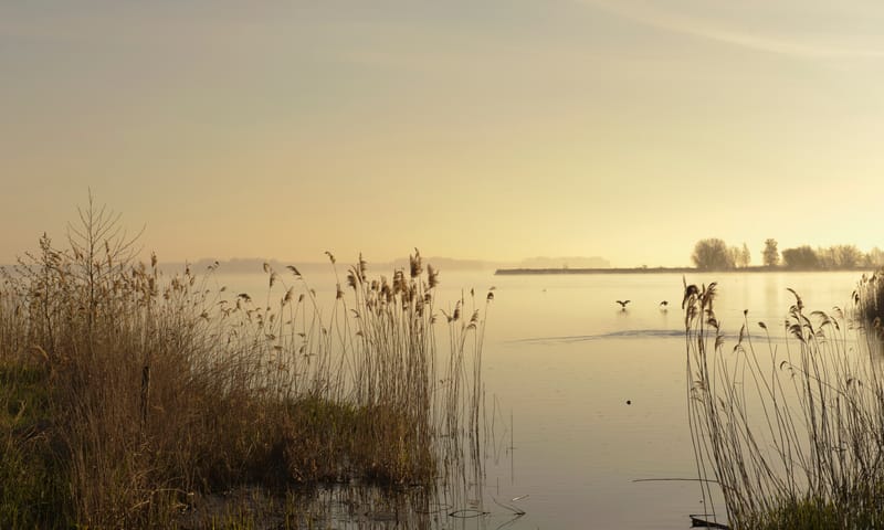 Wat doen wij bij de Veluwemeerkust