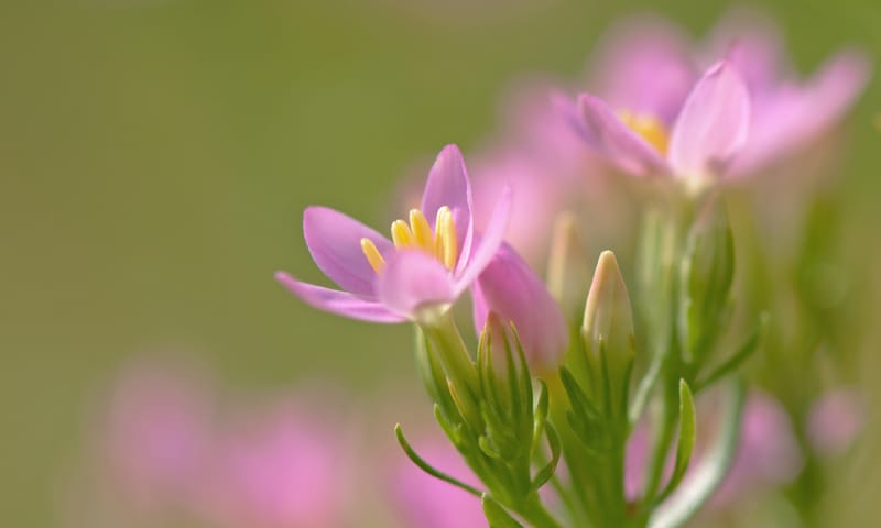 Duizenguldenkruid Harger- en Pettemerpolder